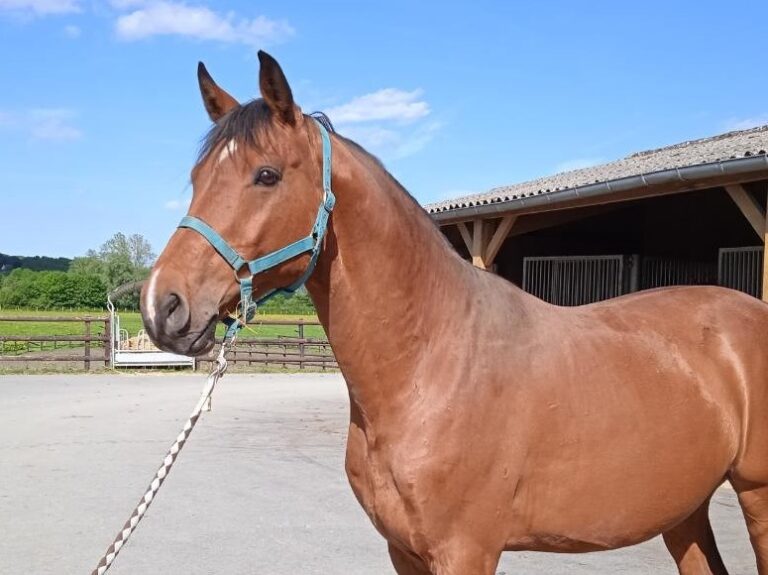 Lire la suite à propos de l’article COLLINO