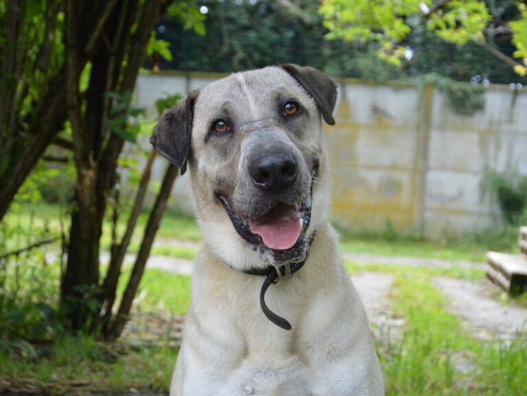 Lire la suite à propos de l’article ORKY