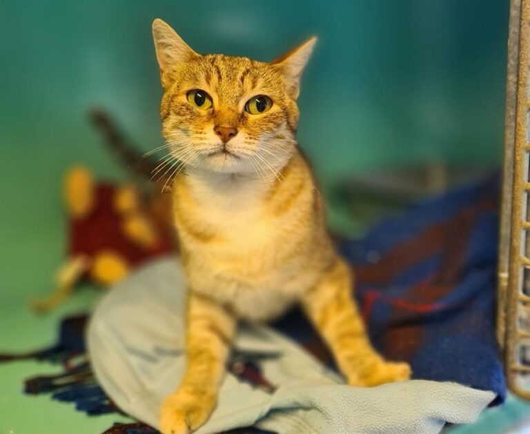 Lire la suite à propos de l’article Amy