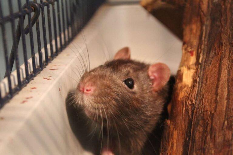 Lire la suite à propos de l’article TATOUILLE